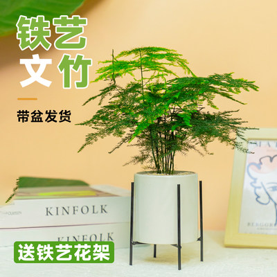 文竹盆栽植物办公室内桌面绿植摆件懒人四季常青好养活云竹小盆景