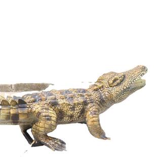 仿真爬行动物鳄鱼加厚硅胶海绵防水功能陆地水域双栖动物模型