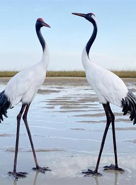 户外彷真仙鹤雕塑水景庭院花园林造景观装饰玻璃纤维小品丹顶鹤摆