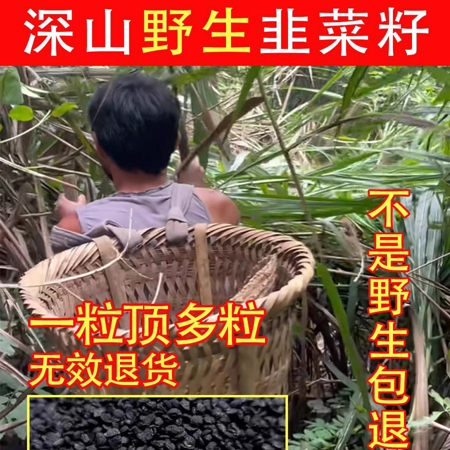 深山纯野生韭菜籽500g中药材粉男性持久炒熟的枸杞茶久韭菜子菲菜