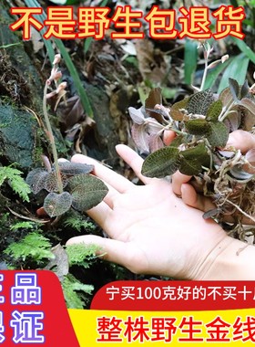 【真野生】深山整株老金线莲100g