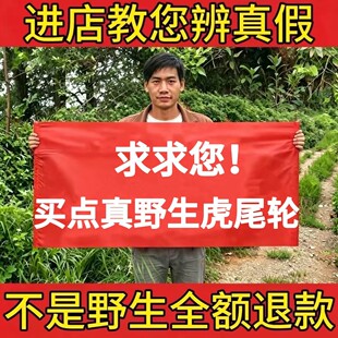 野生虎尾轮500g中药材正品石参根新鲜晒干福建客家草根煲炖汤食材