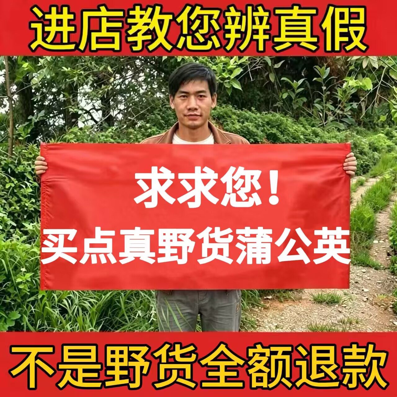 野货蒲公英整株带根花新挖泡茶水