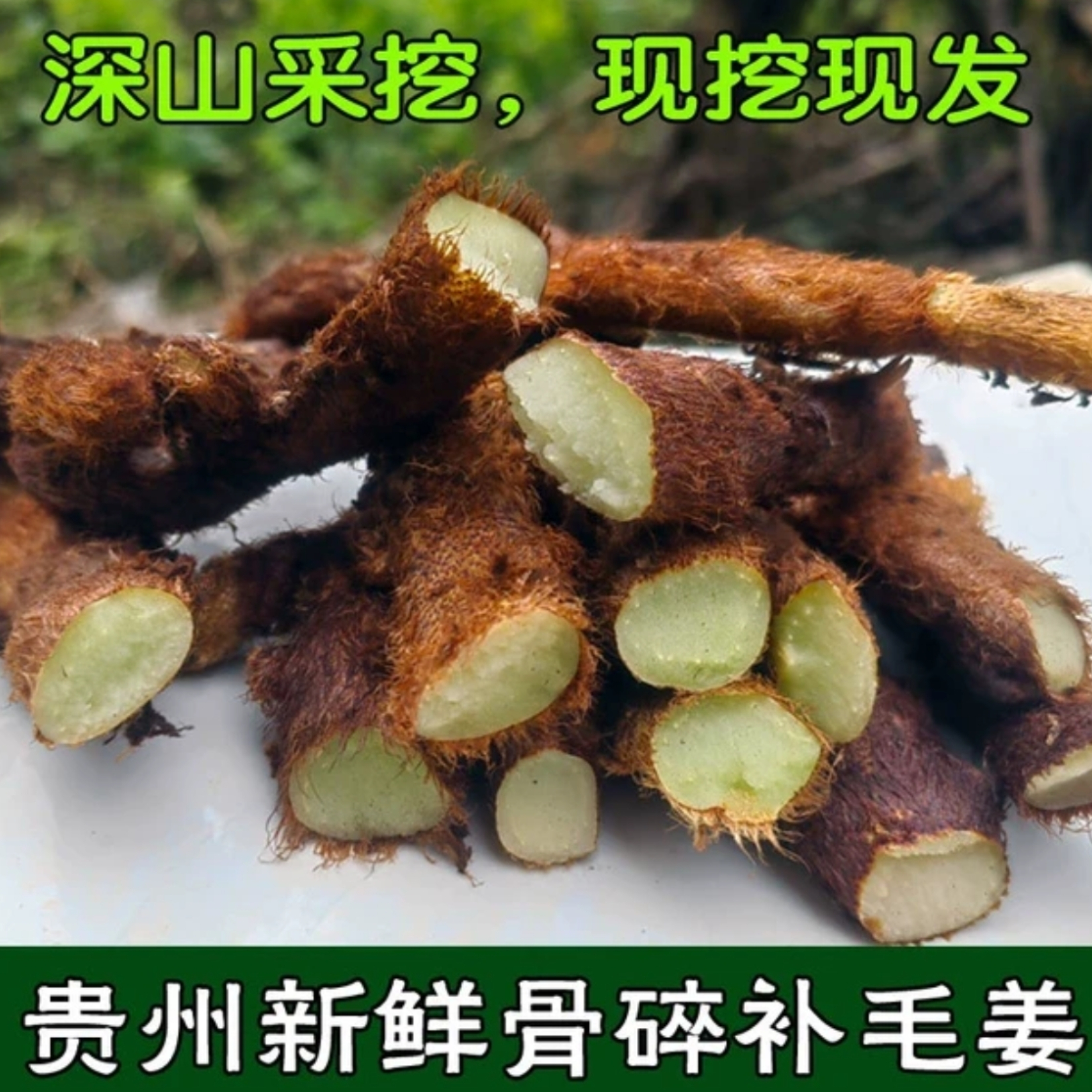 新鲜骨碎补野生中药材新鲜巴岩姜煲汤泡酒中草药毛姜猴子姜500克