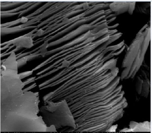 0.2-10μm 手风琴状多层碳化钛 Ti3C2Tx 1g