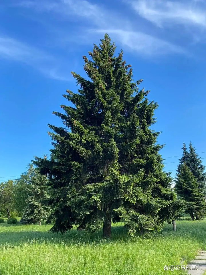 龙江省齐齐哈尔市克山县北联镇2处林权,西联乡2处林权