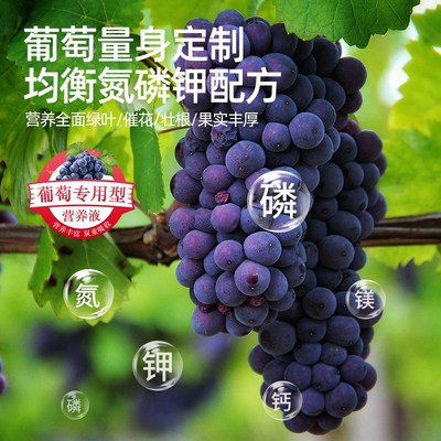 速发营养液葡萄肥料蔬果挂果增甜家用果树盆栽植物通用水溶肥