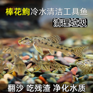 速发棒花鱼原生冷水清道夫鱼缸清洁工具鼠鱼除藻吃鱼屎似鮈鱼淡水