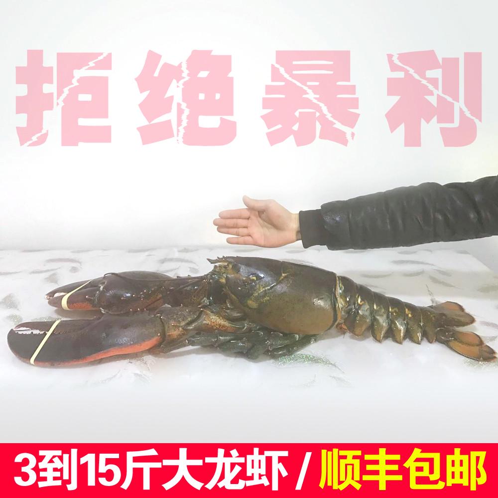 特大波士顿大虾海鲜海虾鲜冻活冻加拿大鳌虾波龙海虾3到15斤都有