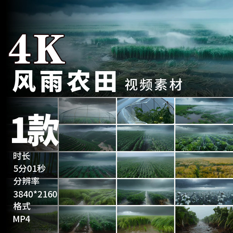 高清暴雨台风天农田农作物受损蔬菜大棚稻田麦田玉米地视频素材