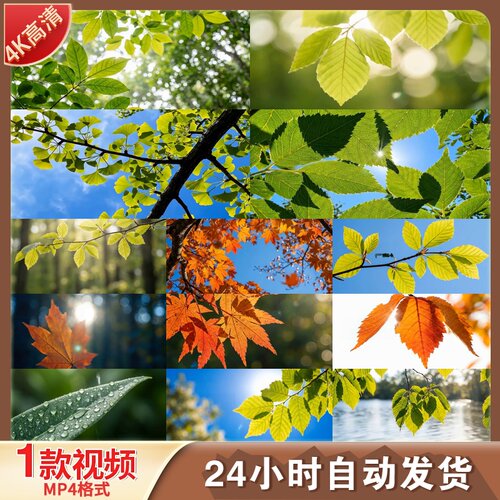 高清树叶唯美绿叶红叶蓝天阳光风景四季森林自然风光视频素材