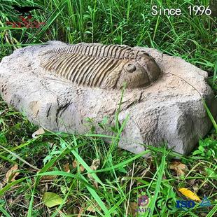 仿真三叶虫化石骨架玻璃钢树脂材质制作恐龙化石模型厂家