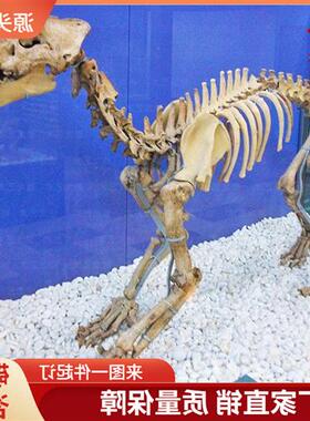 仿真剑齿虎骨架化石大型灭绝古生物骨头化石骨骼模型博物馆摆件
