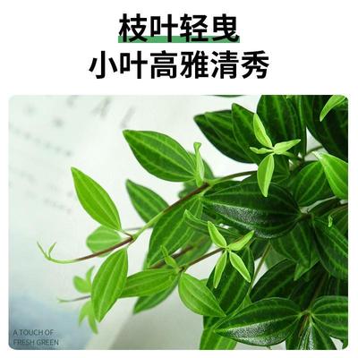 花镜钻石翡翠吊兰室内植物名贵家中电视柜旁边绿植好养活四季常青