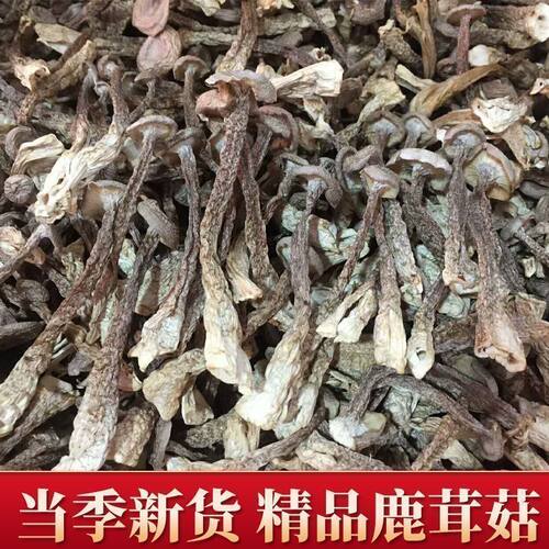 【净重】古田干货鹿茸菇当季新货无熏硫微碎菌菇家用煲汤佳品批发