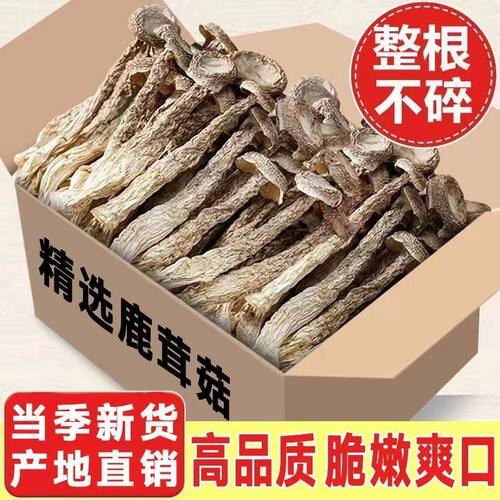 【净重鹿茸菇】新货鹿茸菇干货/好鹿茸菌菇鹿耳菇无熏硫批发
