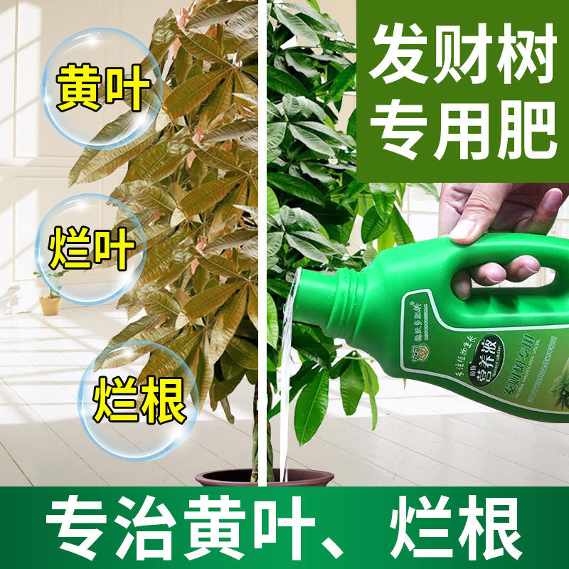 速发发财树营养液金花肥料室内栽盆植物肥钱树土水培通用浓缩家用