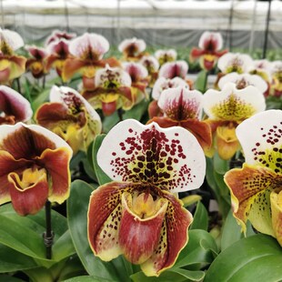 速发绿缘兰花 绿红肉饼兜兰带花苞兰花花期长大花室内桌面绿植