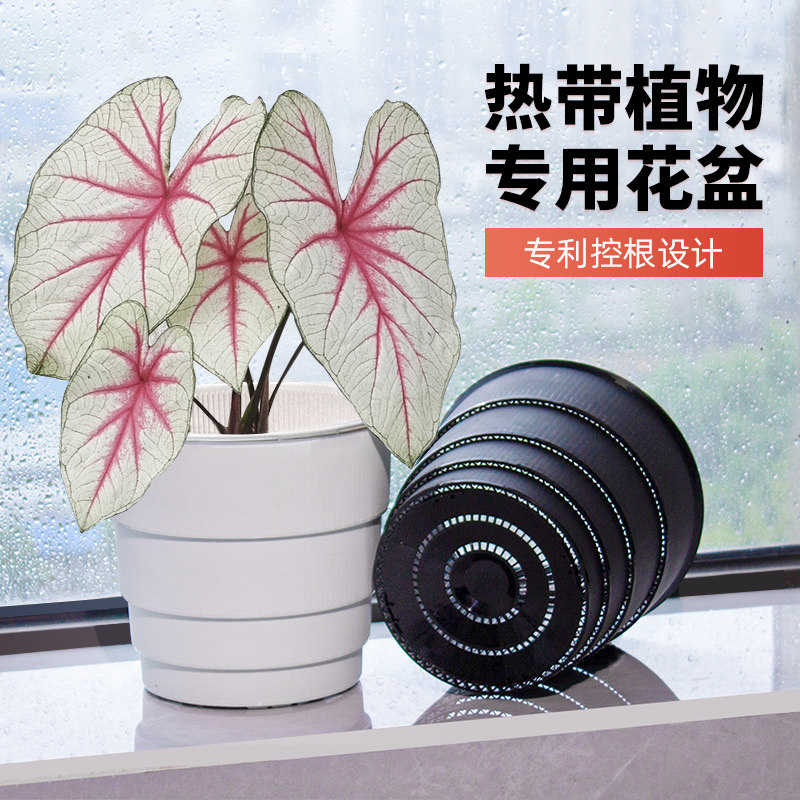 速发植莳热美气芋专用花盆秋海棠彩叶芋塑料透海控根白色青山活性