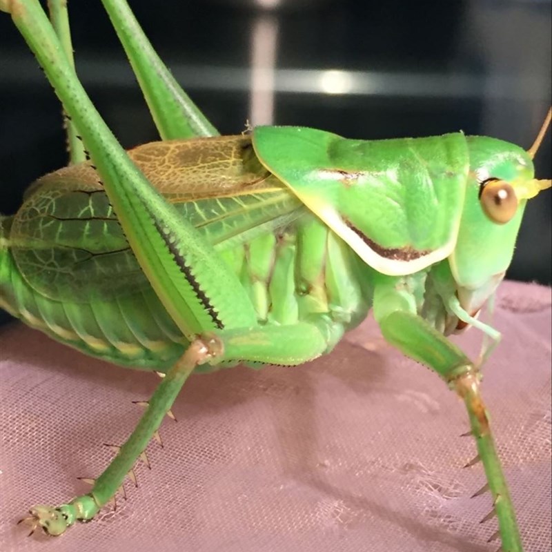 速发蝈蝈活虫鸣虫新脱活虫超大铁皮叫蝈蝈天津绿大肚子翡翠平谷冬