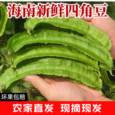 海南三亚鲜嫩四角豆绿色龙豆