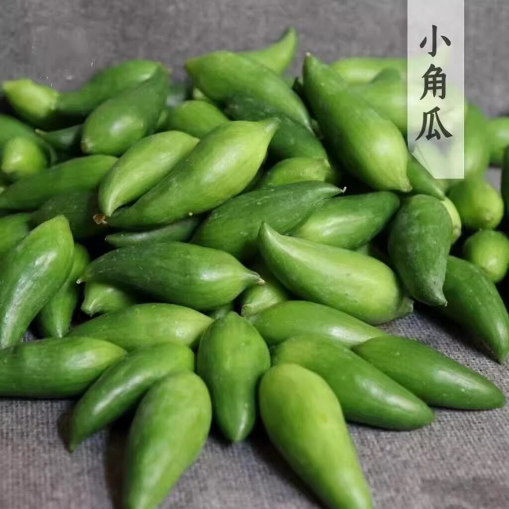 云南正宗德宏特产新鲜蔬菜小雀瓜 小角瓜美味素食装短季时令蔬菜