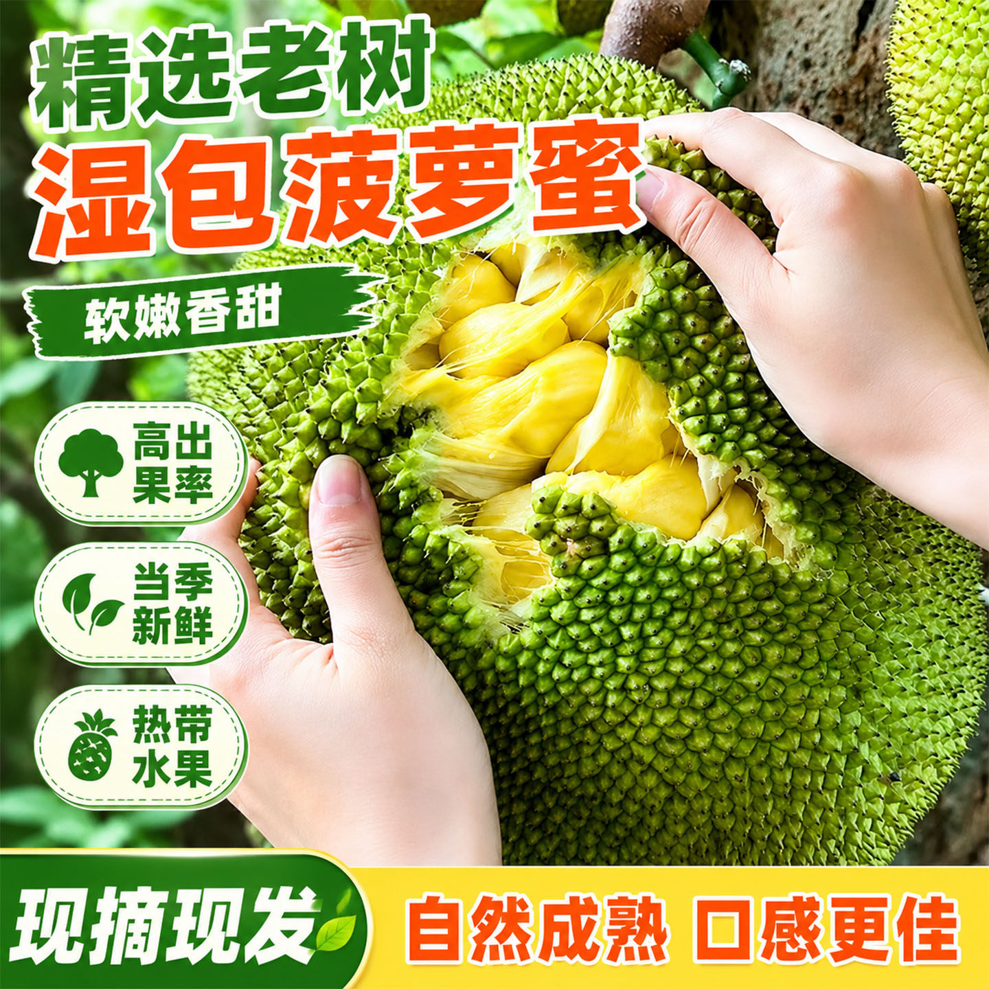 广西湿包菠萝蜜大树木菠萝当季湿苞榴莲蜜时令新鲜水果非干苞菠萝