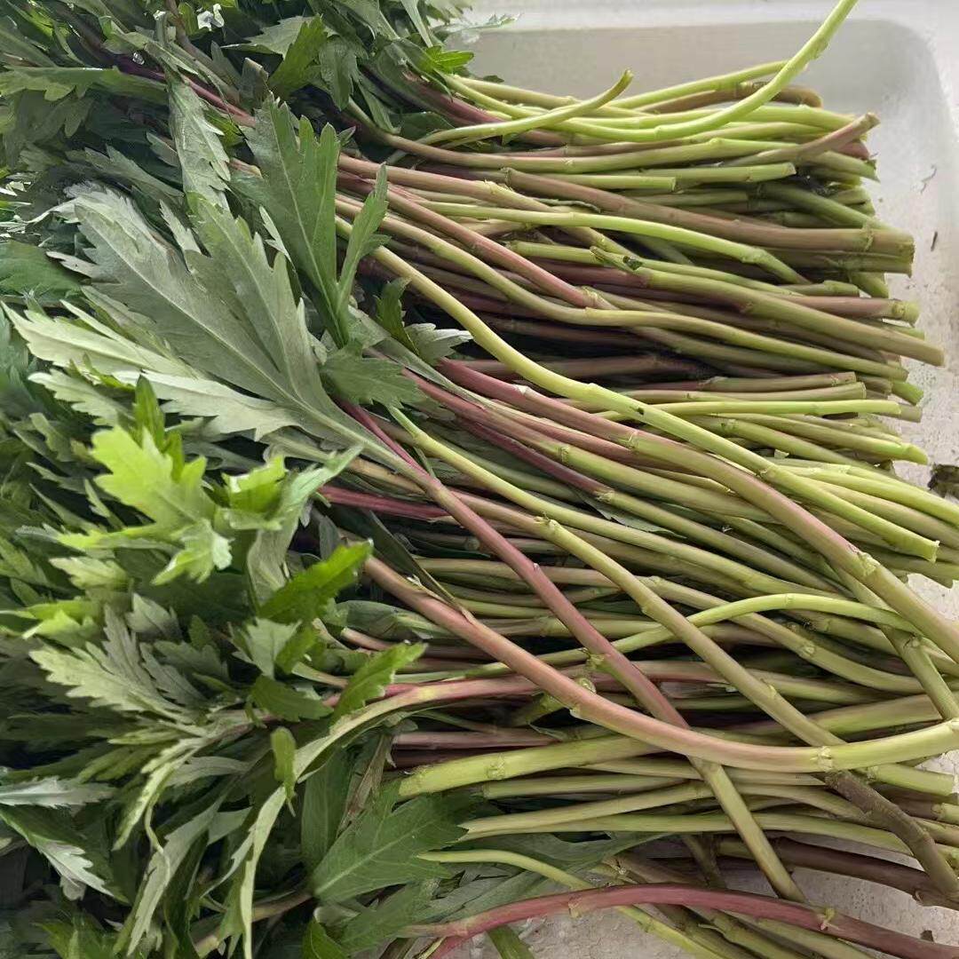 红蒿的图片,花的图片_大山谷图库