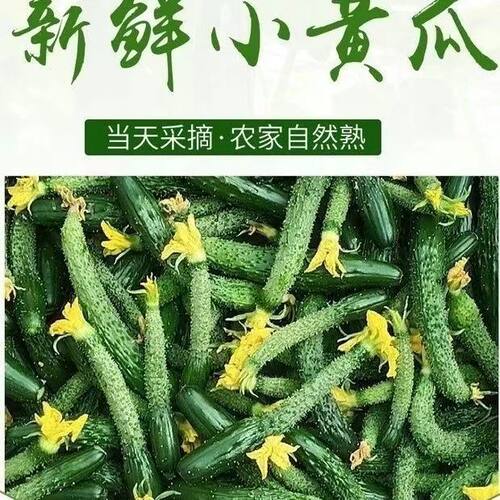 新鲜小黄瓜扭小青瓜手指粗细带刺迷你手工腌制咸菜下饭菜现摘现发