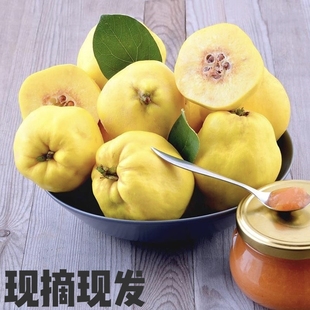 25年新鲜榲桲新疆特色温桲水果之皇万寿瓜榅桲新疆鳄梨榅孛果木瓜