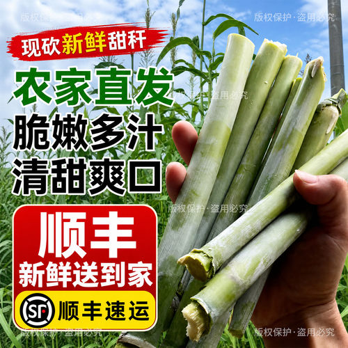 顺丰新鲜甜杆小甘蔗甜芦粟芦稷甜高粱杆孕妇水果青皮老式甜杆东北