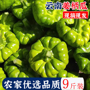 云南特产姜柄瓜新鲜9斤农家蔬菜小麦瓜嫩甜面南瓜绿瓜姜饼瓜