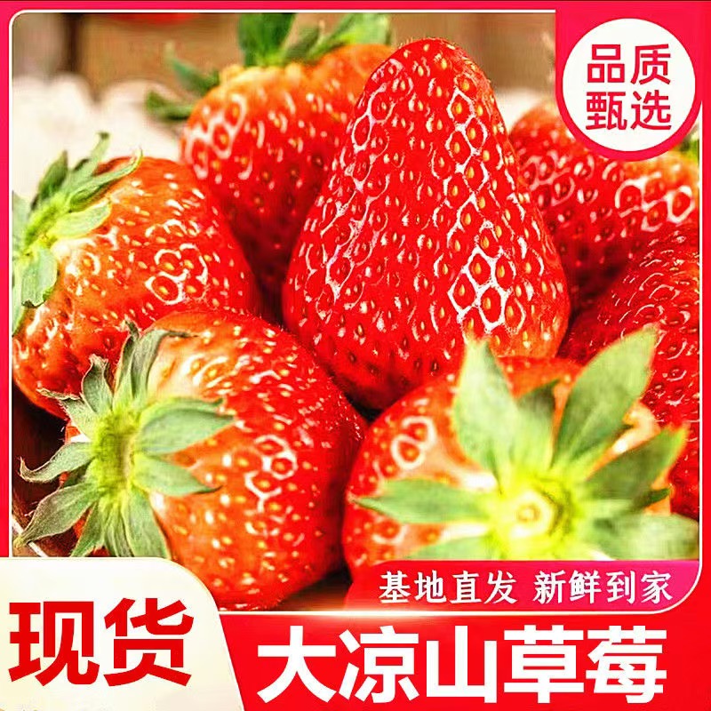 当季大凉山奶油草莓新鲜红草莓巧克力草莓酸草莓整箱当季水果现摘