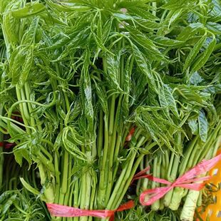 云南新鲜鸡脚菜刷把火镰菜云南特产新鲜鸡脚菜野菜凉拌菜新鲜蔬菜