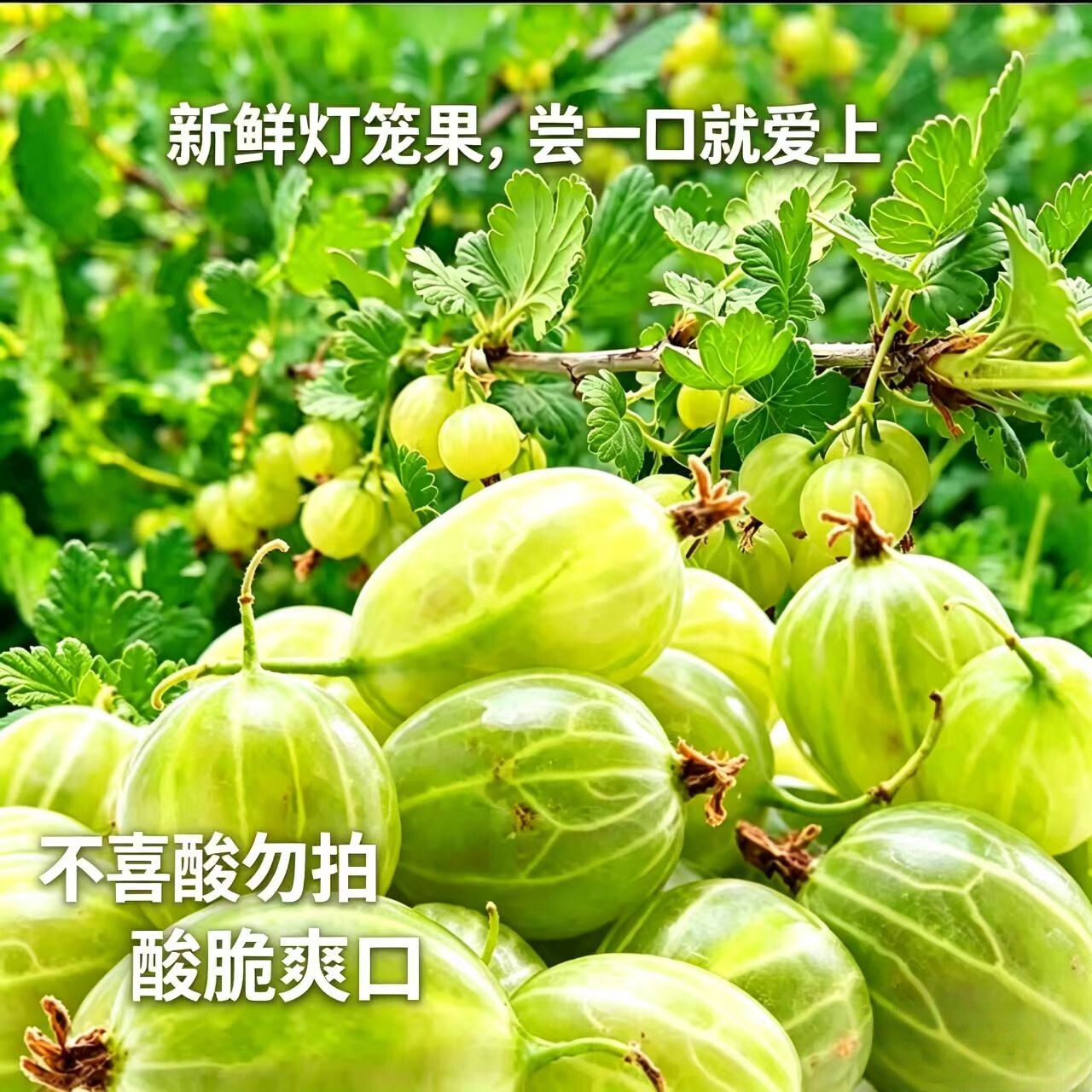 东北新鲜灯笼果鲜果醋栗酸子刺梨酸掉渣鹅莓酸梅刺果酸钉子酸包邮