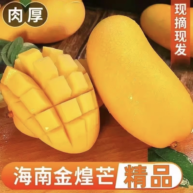 正宗海南金煌芒一级芒果10斤新鲜现摘水仙三亚树上熟芒果热带水果