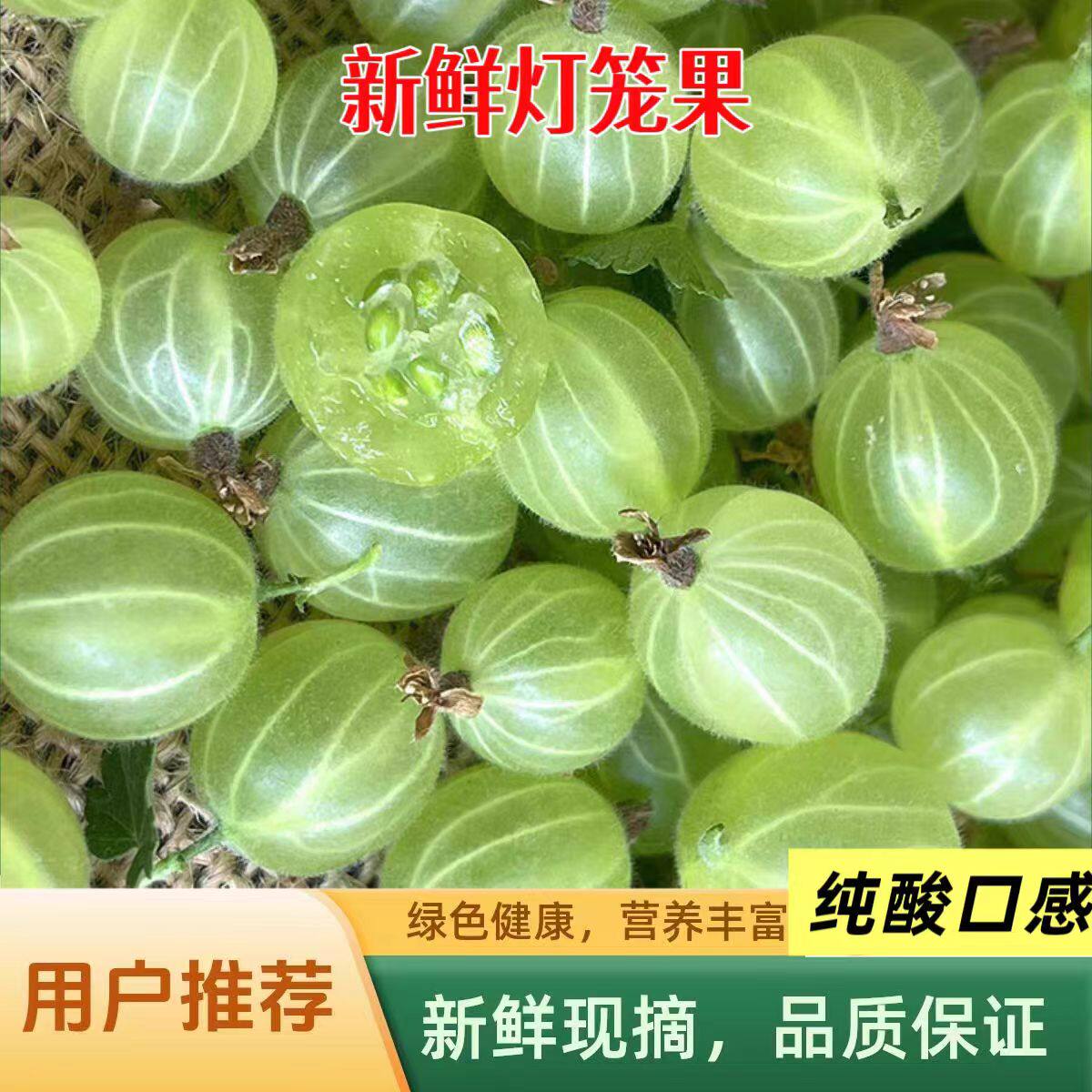 东北新鲜灯笼果鲜果醋栗酸子刺梨酸掉渣鹅莓酸梅刺果酸钉子酸5斤