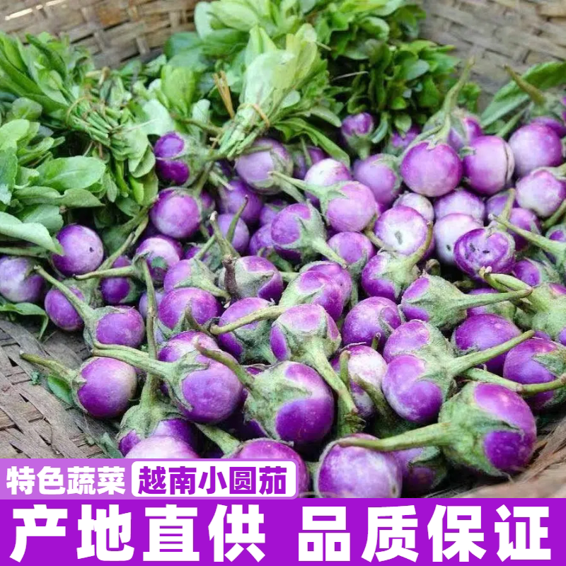 越南小圆茄沙拉茄子新鲜紫茄子capháo tím吃播特色菜肴包邮