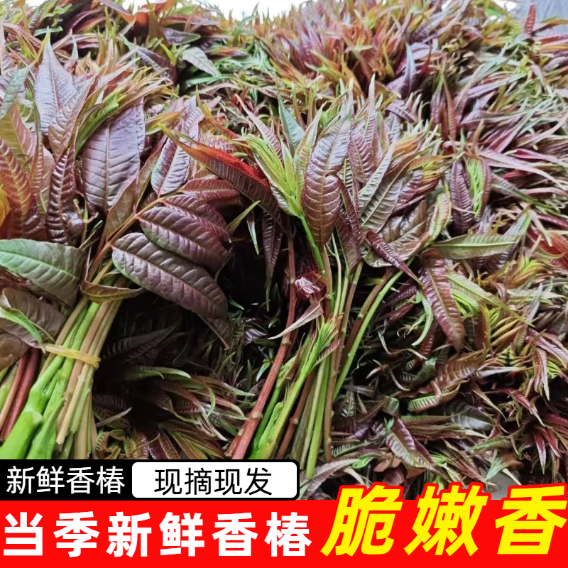 顺丰红油香椿芽新鲜香椿嫩芽野生当季蔬菜非咸菜现摘现发包邮