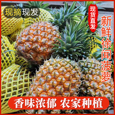 广东徐闻香水菠萝10斤现摘新鲜