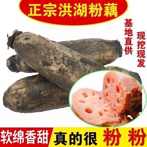 洪湖莲藕新鲜粉藕煲汤湖北特产