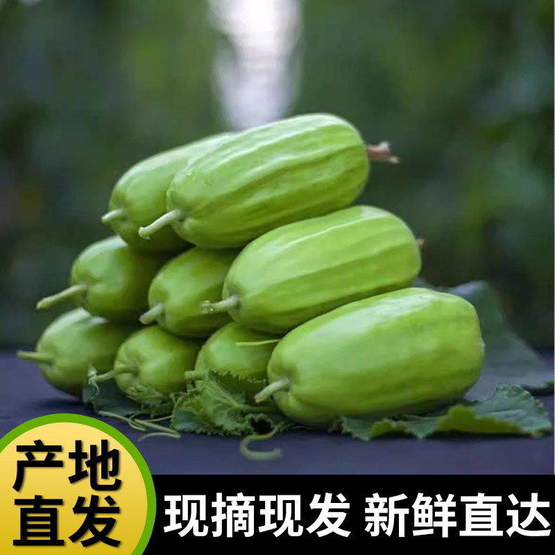 河北菜瓜头茬脆瓜水果孕妇老人生吃无糖八棱脆非甜瓜新鲜现摘包邮