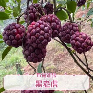 黑老虎水果新鲜布福娜大血藤果恶魔果实稀有古怪罕见当季孕妇水果