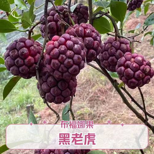 旗舰店发货稀见水果宝宝果香甜口
