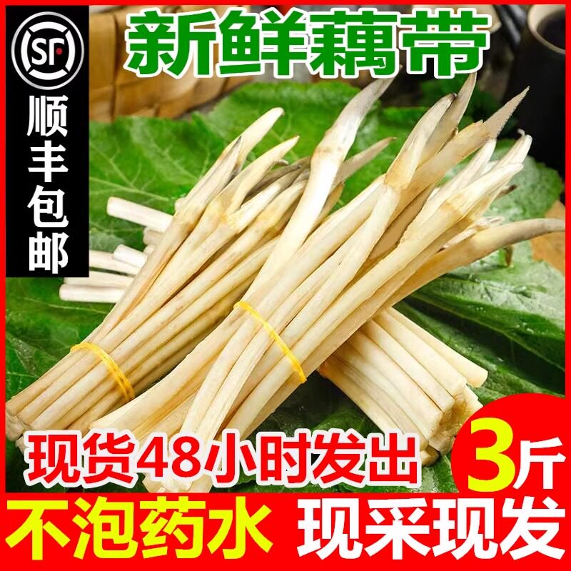 顺丰新鲜藕带 藕尖现挖现发野生藕肠子莲藕梢湖南农家时蔬3斤现摘