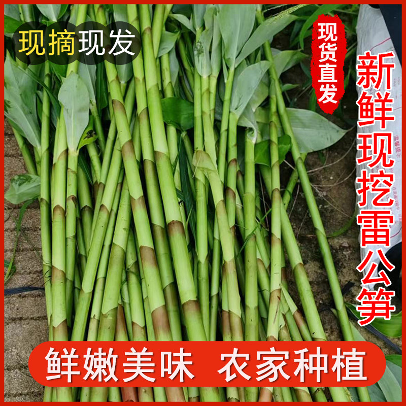 2025新鲜雷公笋闭鞘姜广陆商水蕉花嫩芽海南白沙特产野生雷公笋