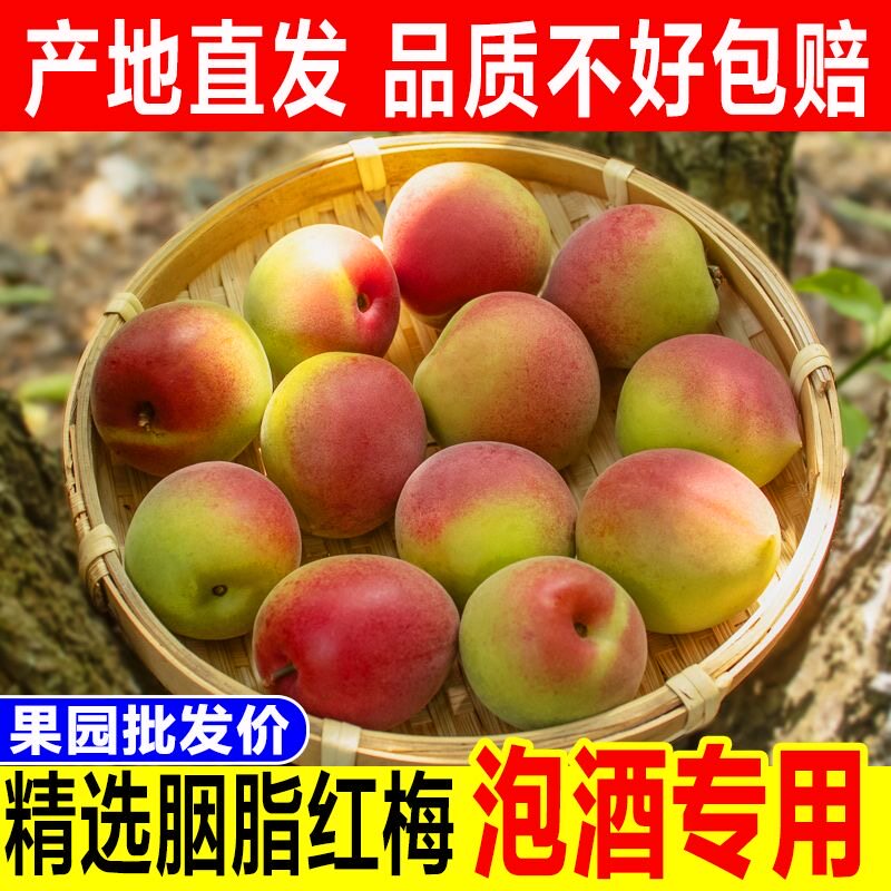 诏安高山胭脂梅新鲜青梅鲜果黄梅青梅果泡酒梅子露酵素梅酸梅云南
