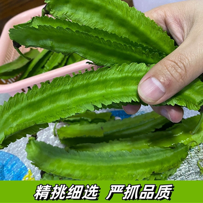海南三亚鲜嫩四棱豆绿色龙豆新鲜蔬菜四棱豆皇帝豆龙四角豆季节