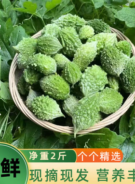 云南网红迷你野生山苦瓜鲜果新鲜现摘小苦瓜炖汤清炒凉拌金铃子