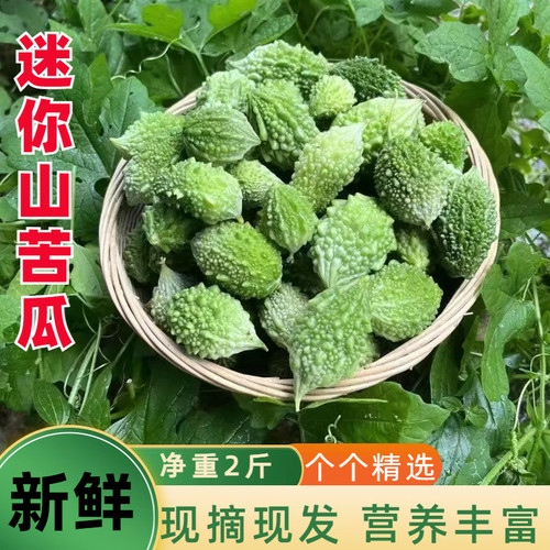 云南网红迷你野生山苦瓜鲜果新鲜现摘小苦瓜炖汤清炒凉拌金铃子